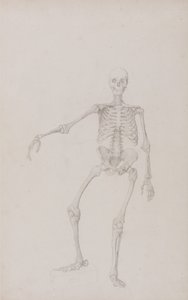 Srovnávací anatomický výklad stavby lidského těla s tělem tygra a běžné drůbeže: Lidská kostra, přední pohled (pravá ruka natažená; dokončená studie pro nepublikovanou tabulku) od George Stubbs