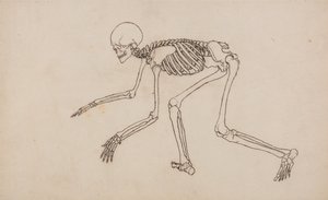 Srovnávací anatomický výklad stavby lidského těla s tělem tygra a běžné drůbeže: Lidská kostra, boční pohled od George Stubbs