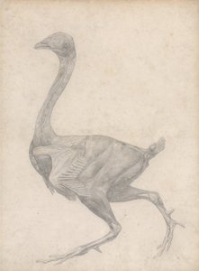 Srovnávací anatomický výklad stavby lidského těla s tělem tygra a běžné drůbeže: (Dokončená studie k tabulce XV) od George Stubbs