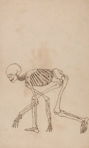 Srovnávací anatomický výklad stavby lidského těla s tělem tygra a běžné drůbeže: Lidská kostra, boční pohled od George Stubbs