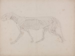 Srovnávací anatomický výklad stavby lidského těla s tělem tygra a běžné drůbeže: Tělo tygra, boční pohled od George Stubbs