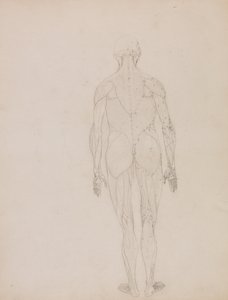 Srovnávací anatomický výklad stavby lidského těla s tělem tygra a běžné drůbeže: (Náčrt kresby pro klíčový obrázek k tabulce XII) od George Stubbs