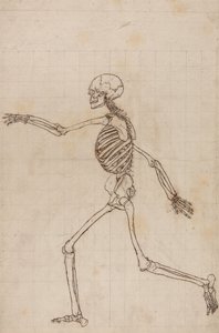Srovnávací anatomický výklad stavby lidského těla s tělem tygra a běžné drůbeže: Lidská kostra, boční pohled od George Stubbs