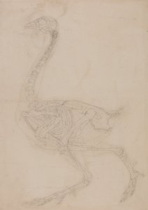 Srovnávací anatomický výklad stavby lidského těla s tělem tygra a běžné drůbeže:  Skelet ptáka, boční pohled od George Stubbs