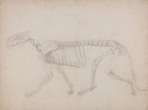 Srovnávací anatomický výklad stavby lidského těla s tělem tygra a běžné drůbeže: Tygří kostra, boční pohled od George Stubbs