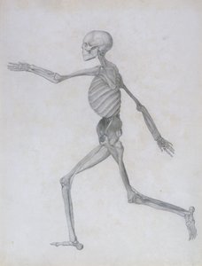 Srovnávací anatomická expozice stavby lidského těla se stavbou tygra a slepice obecné: Lidská postava, boční pohled, 1795-1806 od George Stubbs