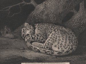 Spící leopard od George Stubbs