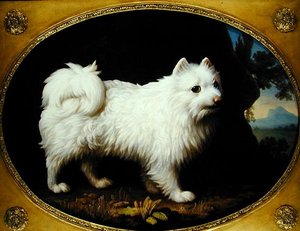 Bílý špic, asi 1770 (olej na smaltovaném porcelánu) od George Stubbs
