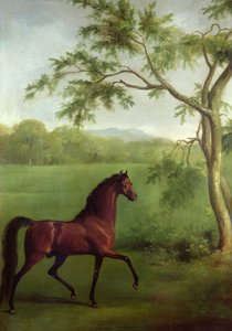 Arabský hřebec pod stromem, kolem 1761-63 (olej na plátně) od George Stubbs