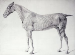Diagram z „The Anatomy of the Horse“ (rytina) od George Stubbs