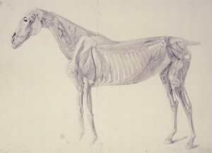 Diagram z The Anatomy of the Horse od George Stubbs