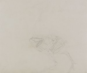 Tělo slepice dorking, boční pohled, ze srovnávací anatomické expozice stavby lidského těla se stavbou tygra a kura obecného, 1795-1806 (grafit na tenkém tkaném papíru) od George Stubbs
