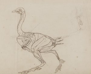 Tělo dorkingové slepice, boční pohled, z „Srovnávací anatomické expozice stavby lidského těla s tygrem a drůbeží“ od George Stubbs