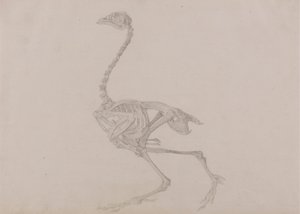 Skeleton dorkingské slepice, boční pohled (Dokončená studie pro nepublikovaný stůl) od George Stubbs