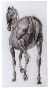 Dorzální pohled na svalovou strukturu progresivně pitvaného koně, studie č. 7 z The Anatomy of the Horse, 1766 od George Stubbs