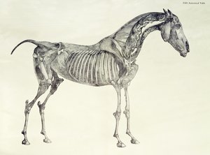 Pátý anatomický stůl z „Anatomie koně“ od George Stubbs