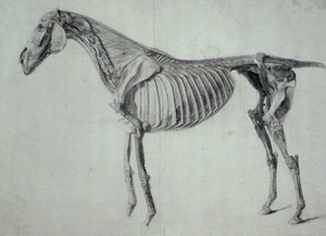 Dokončená studie pro pátý anatomický stůl koně (grafit na papíře) od George Stubbs