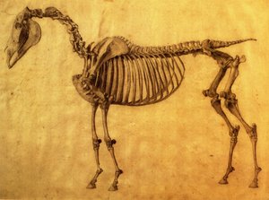 Dokončená studie pro první kosterní stůl koně, c. 1766 (grafit na papíře) od George Stubbs
