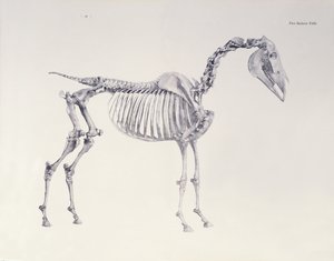První Skeleton Table, z 