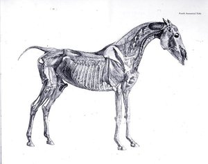 Čtvrtá anatomická tabulka, z 