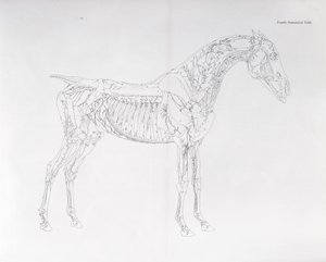 Čtvrtý anatomický stůl z „Anatomie koně“ od George Stubbs