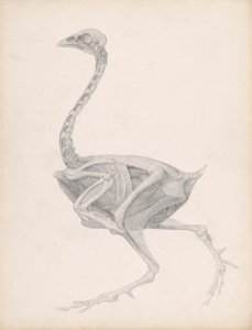 Tělo drůbeže, boční pohled (zcela dokončená studie pro nepublikovanou tabulku; ukazuje poslední fázi pitvy) od George Stubbs