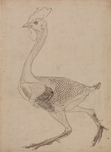 Tělo drůbeže, boční pohled (studie pro klíčovou postavu k tabulce X) od George Stubbs