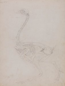 Tělo Slepice, Boční Pohled od George Stubbs