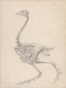 Kostra drůbeže, boční pohled (Dokončená studie pro tabulku V) od George Stubbs
