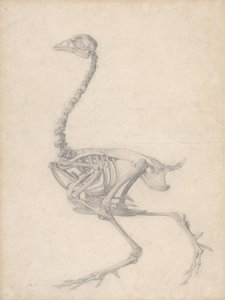 Slepičí kostra, boční pohled (dokončená studie pro tabulku V) od George Stubbs