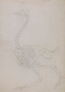 Kostra drůbeže, boční pohled (nákres) od George Stubbs