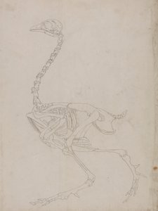 Kostra drůbeže, boční pohled (nákres kostry) od George Stubbs