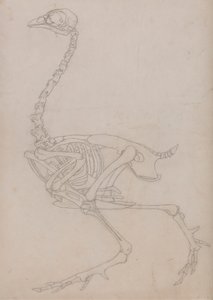 Kostra drůbeže, boční pohled (nákres kostry připravený pro klíčovou postavu k tabulce V) od George Stubbs