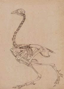 Kostra drůbeže, boční pohled (studie pro klíčovou postavu k tabulce V) od George Stubbs