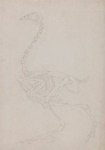 Kostra drůbeže, Boční Pohled od George Stubbs
