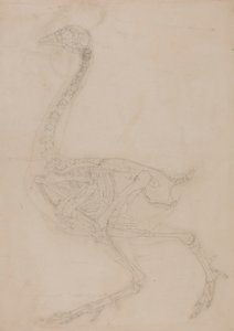 Kostra drůbeže, Boční Pohled od George Stubbs