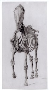 Čelní pohled na kostru koně, studie č. 10 z The Anatomy of the Horse, 1766 od George Stubbs