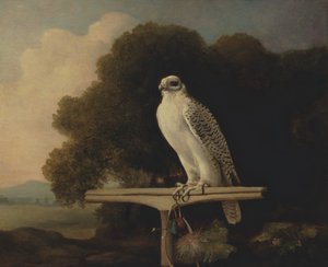 Greenland Falcon, Gyr Falcon, 1780. od George Stubbs