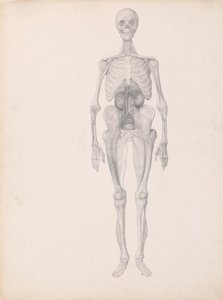 Lidská postava, pohled zepředu (Dokončená studie poslední fáze pitvy) od George Stubbs