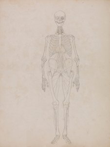 Lidská postava, pohled zepředu (obrysový obrázek) od George Stubbs