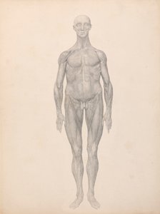 Lidská postava, pohled zepředu, kůže a spodní fasciální vrstvy byly odstraněny (Dokončená studie pro tabulku XI) od George Stubbs