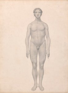 Lidská postava, pohled zepředu, nerozřezaný (Dokončená studie pro tabulku VI) od George Stubbs