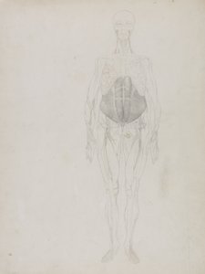 Lidská postava, pohled zepředu, z „Srovnávací anatomické expozice stavby lidského těla s tygrem a drůbeží“ od George Stubbs
