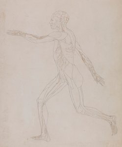 Lidská postava, boční pohled (související s tabulkou XIII, podrobná studie krevních cév zásobujících svaly) od George Stubbs
