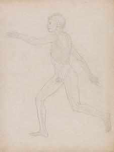 Lidská Postava, Boční Pohled od George Stubbs