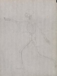Lidská Postava, Boční Pohled od George Stubbs