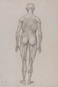 Lidská postava, pohled zezadu (téměř totožné s hotovou kresbou pro tabulku XII) od George Stubbs