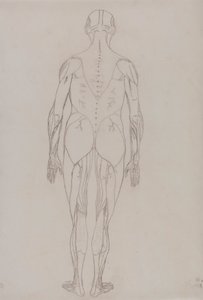 Lidská postava, pohled zezadu (nákres klíčové postavy k tabulce XII) od George Stubbs