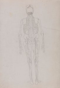 Lidská postava, pohled zezadu (nákres klíčové postavy znázorňující konečnou fázi pitvy) od George Stubbs