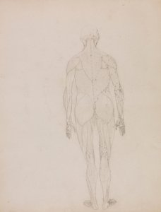 Lidská postava, zadní pohled (obrys pro klíčovou postavu k tabulce XII) od George Stubbs